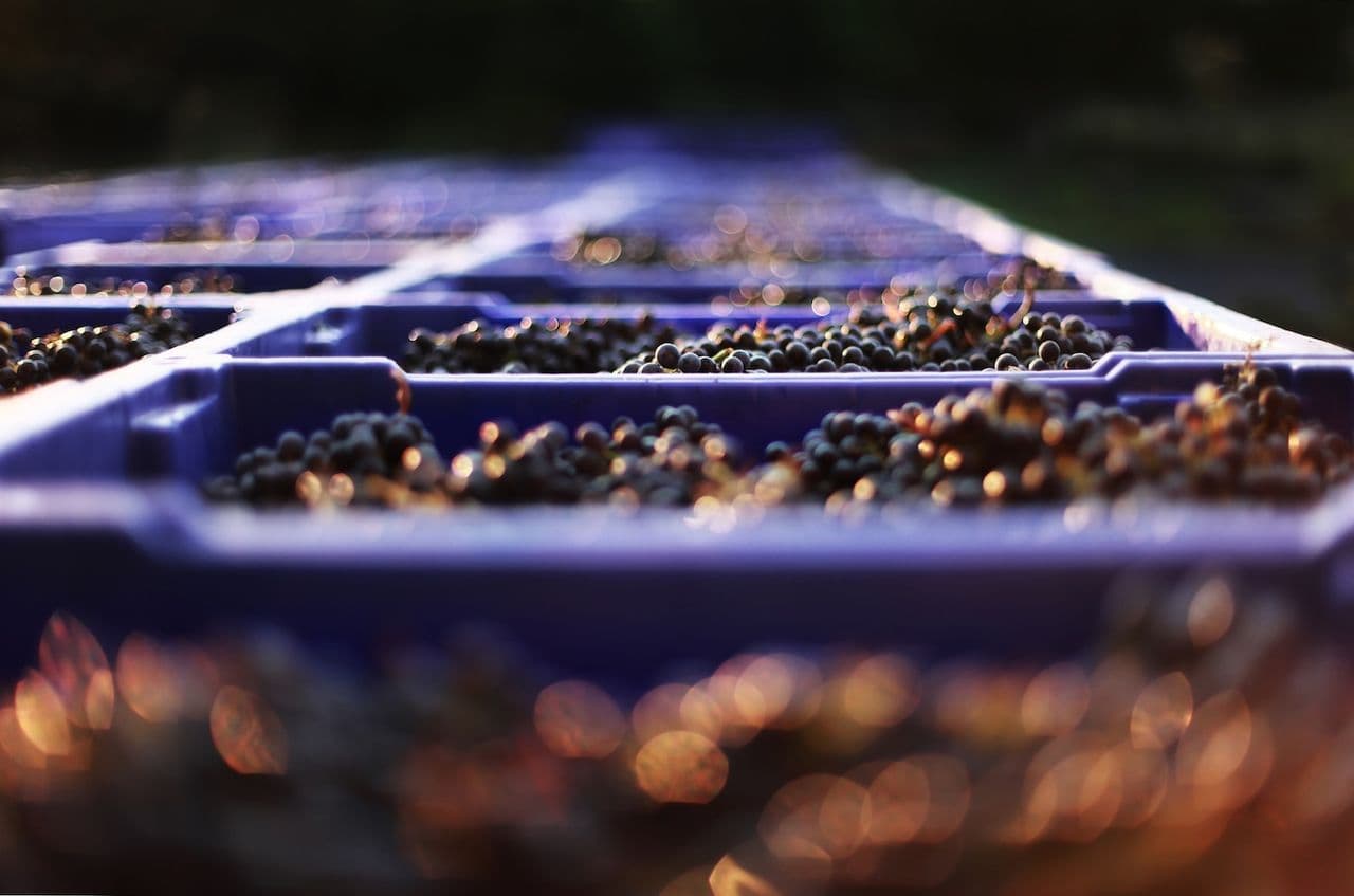 How to taste the Napa Valley 2023 Cabernets on a budget