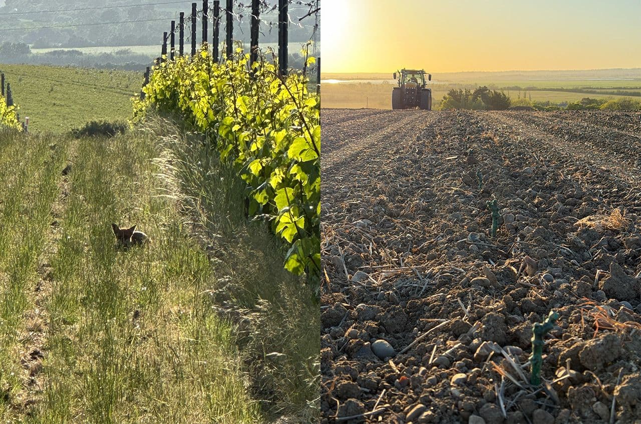 English still wines – any good? The ultimate guide to choosing your first bottle