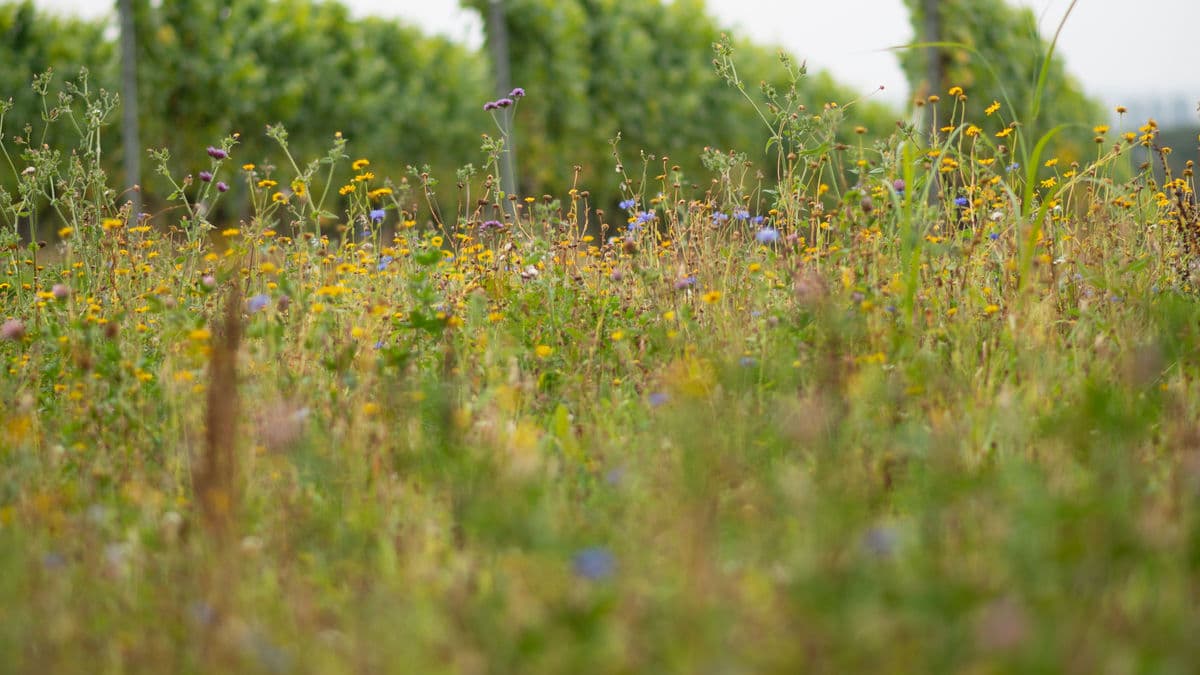 Frost fans and leaves unfurling: April in the vineyard