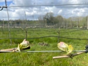 Springtime in the vineyard
