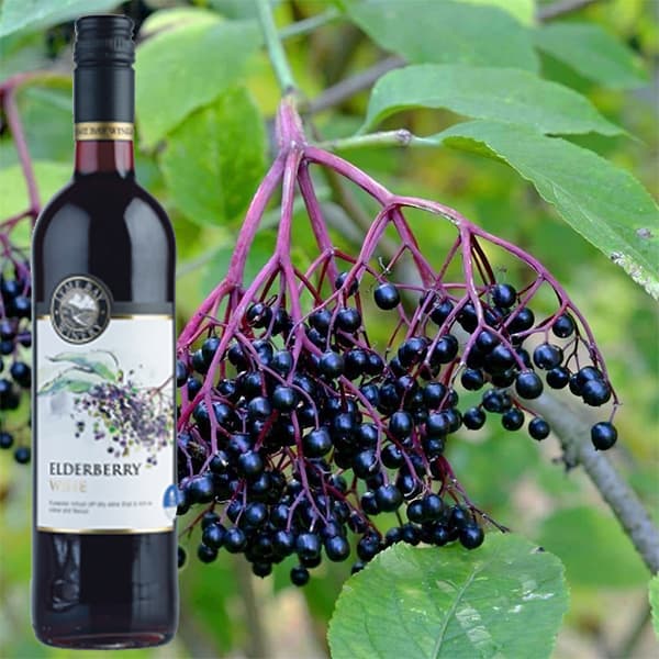 Elderberry Wine – Lyme Bay