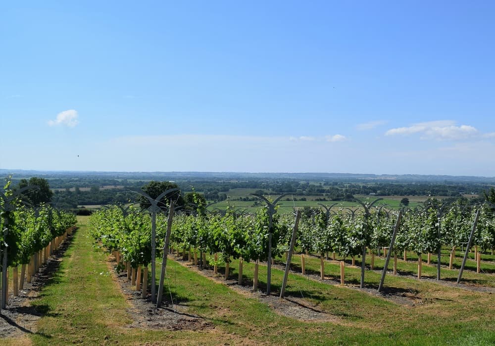 Mudgley Farm Vineyard