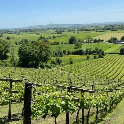 Fenny Castle Vineyard