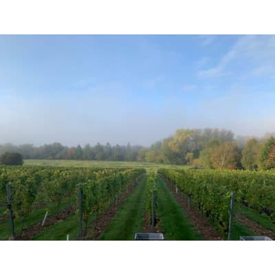 Goodworth Clatford Vineyard