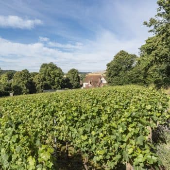 East Meon Vineyard
