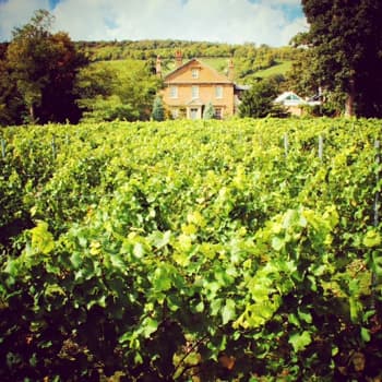 The Mount Vineyard