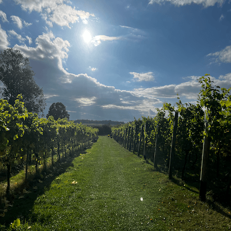 New Lodge Vineyard