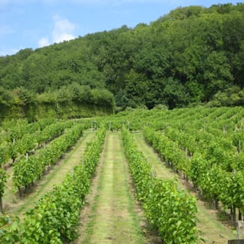 Godstone Vineyard