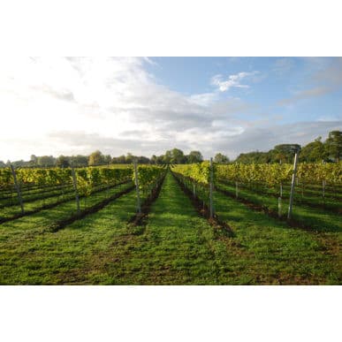 Dunesforde Vineyard