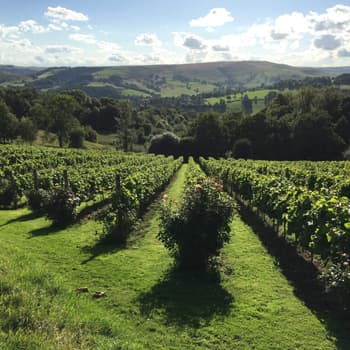 Hope Valley Vineyard