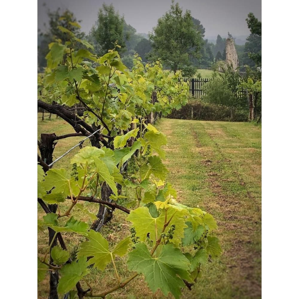 The New Forest Fruit Co.Ltd