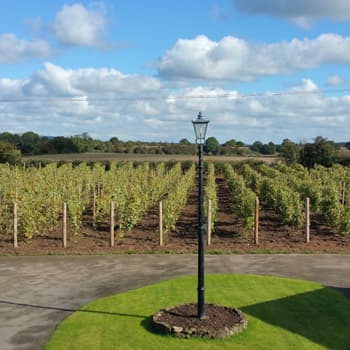 Womack's Vineyard