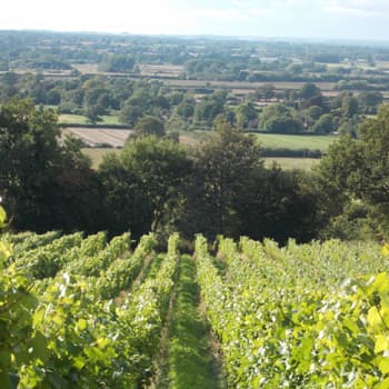 Maud Heath Vineyard