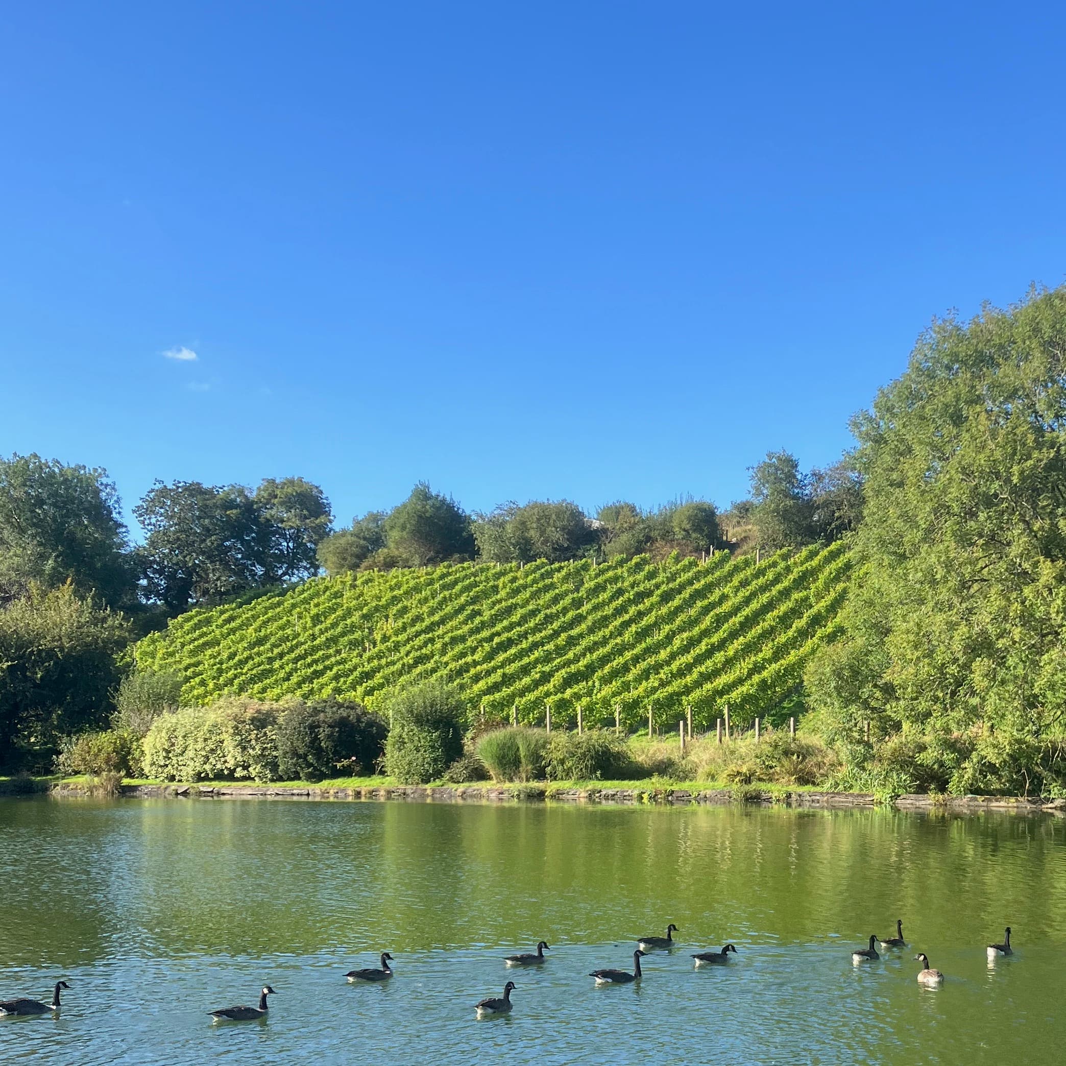 Eglarooze Vineyard