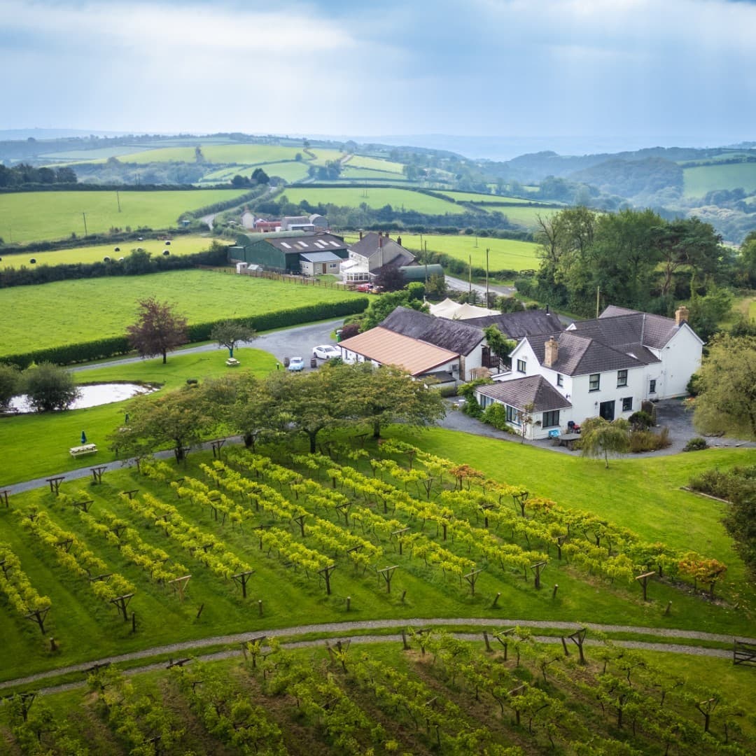 Jabajak Vineyard
