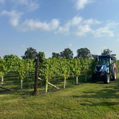 Goose Beck Vineyard