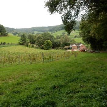 Little Pinnolds Vineyards