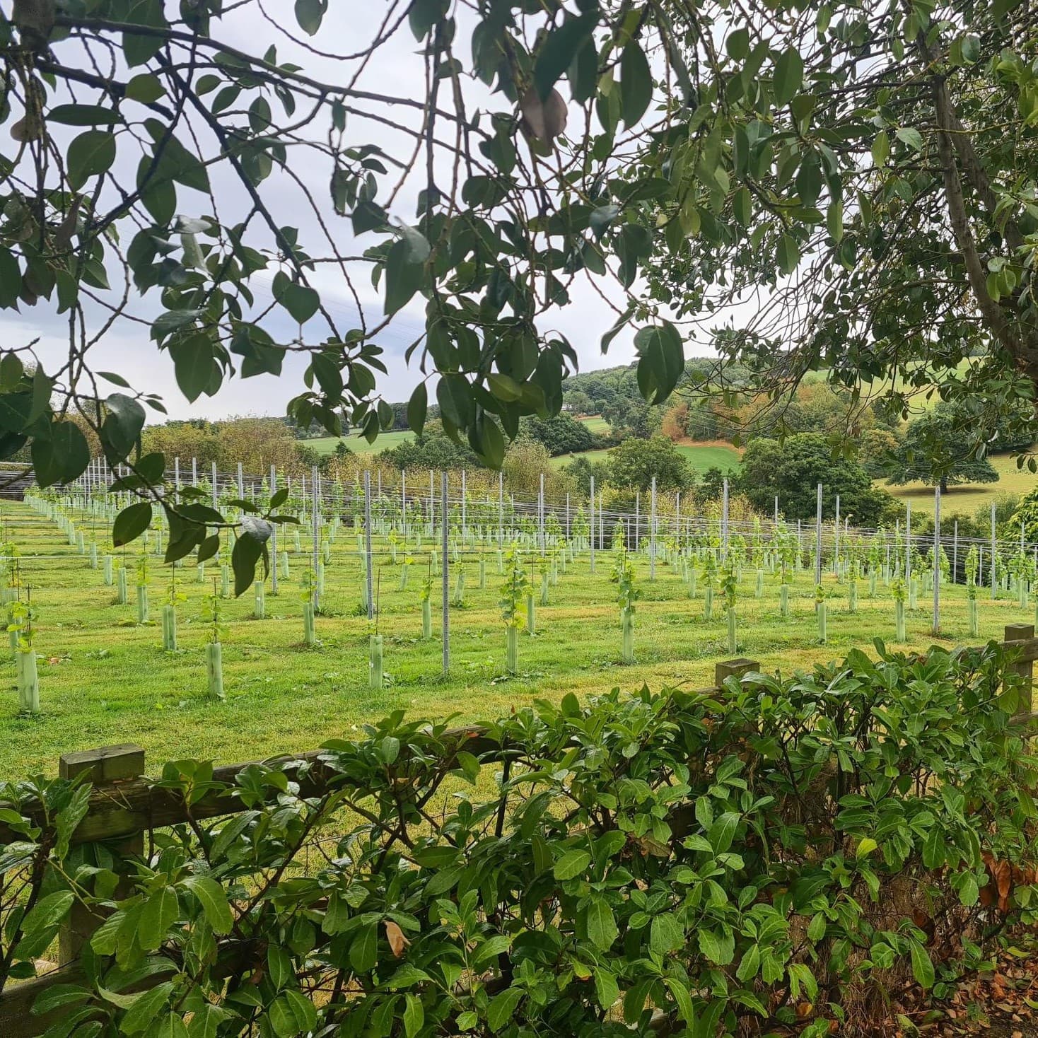 Pennant Vineyard