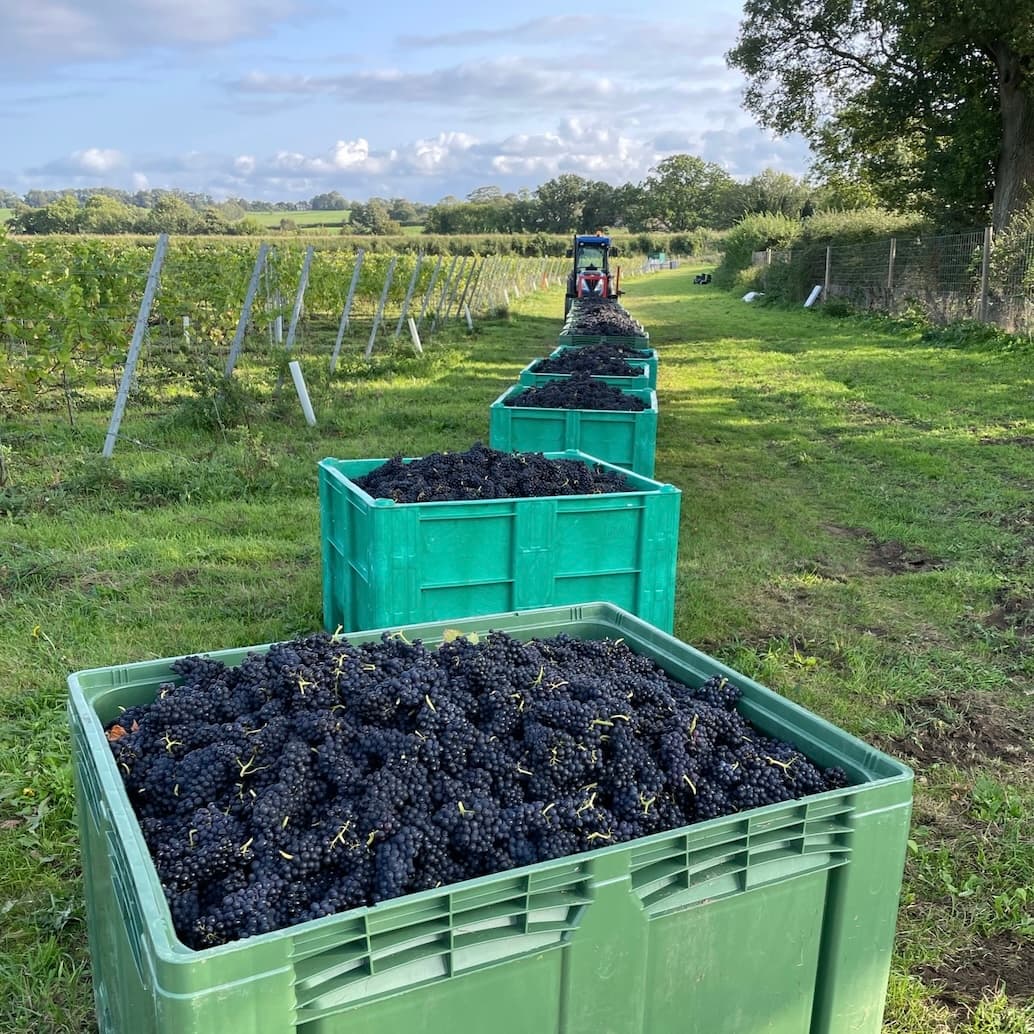 Walsingham Estate Vineyard